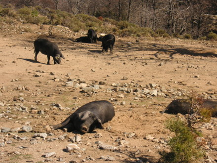 Cochons sauvages en Corse granitique