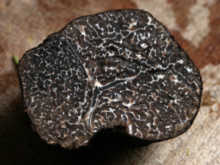 Truffe noire d'hiver (Tuber brumale), coupée