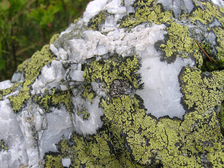Lichen géographique (Rhizocarpon geographicum) sur du quartz (blanc)