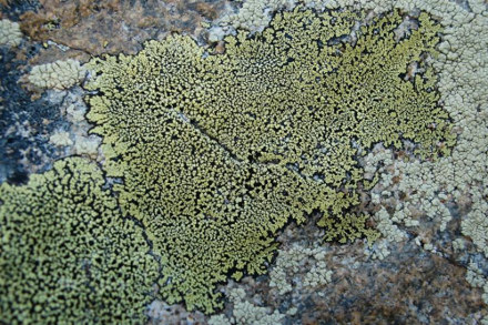 Lichen géographique (Rhizocarpon geographicum) sur du granite