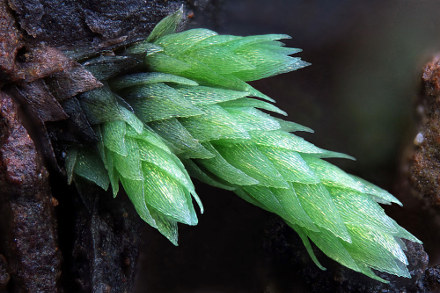 Détail d'une mousse (gamétophyte), la métallophyte Mielichhoferia elongata