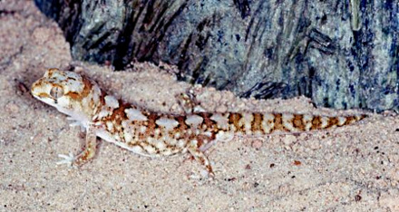 Le "gecko quartz" d'Afrique du Sud ne vit que sur des quartz
