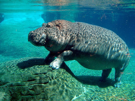 La large patte de l’hippopotame évite un enfoncement dans la boue