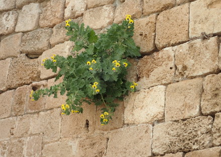 Une pariétaire sur un mur ancien (remparts de Saint Jean d'Acre, Israël)