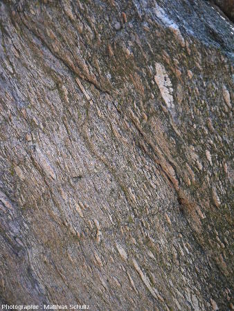 Les gneiss de Bormes au niveau du col de Caguo-Ven, commune de Bormes-les-Mimosas, détail