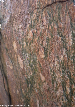 Les gneiss de Bormes au niveau du col de Caguo-Ven, commune de Bormes-les-Mimosas, détail