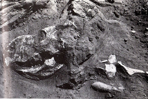 Découverte d'un Protoceratops dans les Flaming Cliffs par Roy Chapman Andrews (1920)