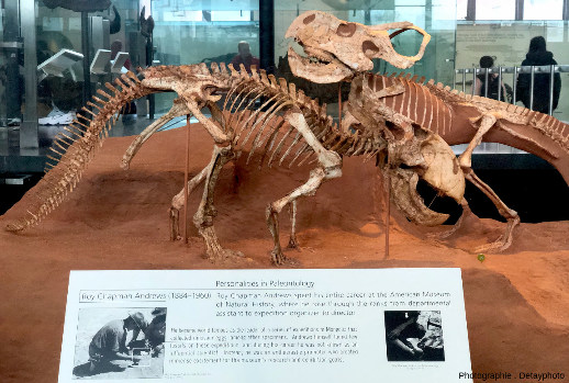 Reconstitution de Protoceratops trouvés dans les Flaming Cliffs par R.C. Andrews
