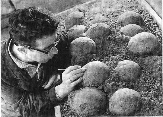 N. Frolkin prepare quelques œufs de sauropode (Algui Ulaan Tsav, Dundgor Aimag), Crétacé supérieur (1969)