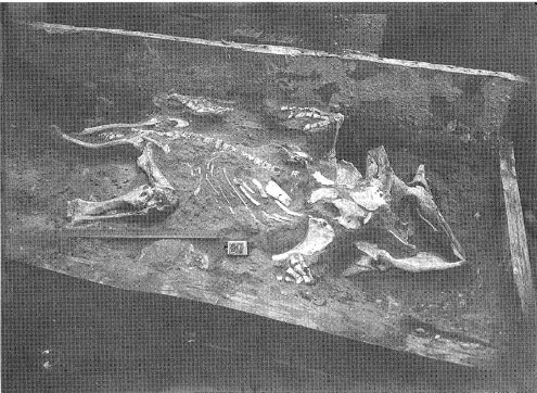 Un Protoceratops andrewsi (Tiigriigiin Shiree, Ömnögov Airnag, Crétacé (1969)