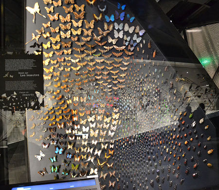 La vitrine des insectes, notamment des papillons, du Musée des Confluences de Lyon