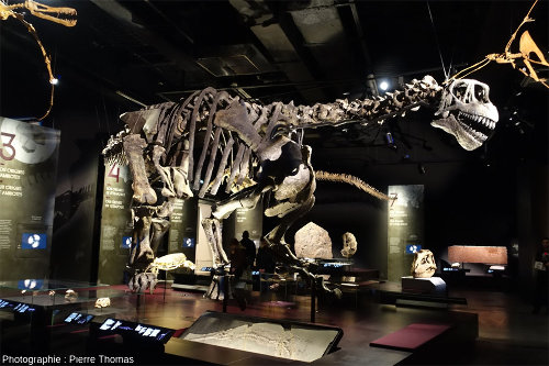 Une partie du plateau des reptiles du Musée des Confluences, avec le fameux Camarasaurus