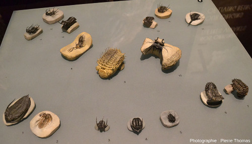 Une petite collection (16 individus) de trilobites extraordinairement bien conservés