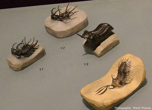Les individus 9, 11, 12 et 13 de la petite collection de trilobites extraordinairement bien conservés
