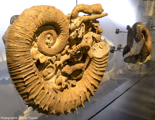 L'Évolution a fait des ammonites un des groupes fossiles les plus diversifiés