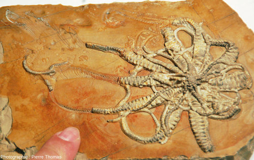 Une pièce exceptionnelle mais très discrète au Musée des Confluences : Solanocrites thiollierei, comatule fossile presque complète du Kimméridgien, carrière de Cerin (Ain)
