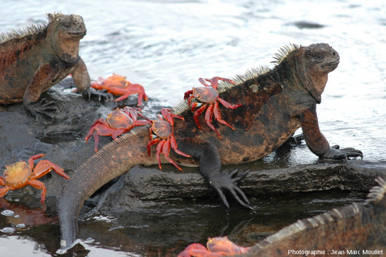 Commensalisme entre l’iguane marin et le Sally-pied-léger, un crabe rouge (Grapsus grapsus), ile Santiago, Galapagos