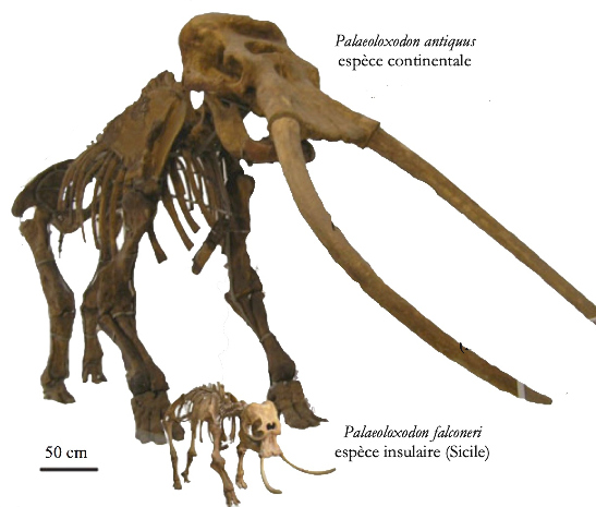 Montage comparatif d'un squelette de Palaeoloxodon antiquus et d'une forme naine dérivée trouvée en Sicile, Palaeoloxodon falconeri