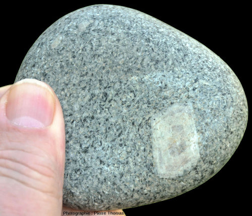 Galet de diorite quartzique avec un gros cristal de plagioclase zoné (plage de Saint-Raphaël, Var)