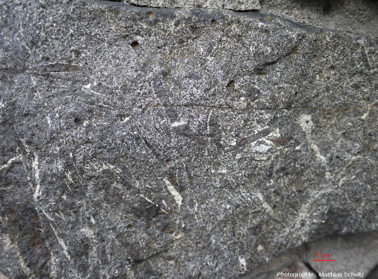 Détail de cristaux sombres pluricentimétrique d'amphibole (et pyroxène ?) dans une roche magmatique basique, Mont Royal, Montréal (Québec, Canada)