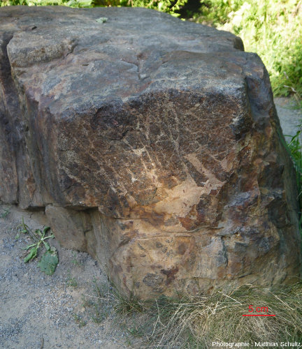 Bloc altéré constitué d'une brèche formée aux dépens de plusieurs roches magmatiques, notamment de gabbro mélanocrate et d'une roche plus claire, vraisemblablement une monzonite, Mont Royal, Montréal (Québec, Canada)