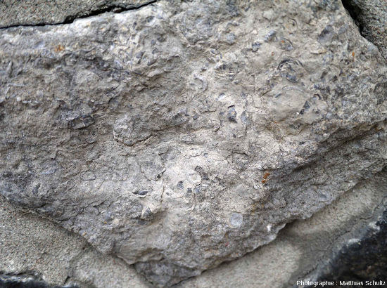 Calcaire plus argileux, gris clair, appartenant au groupe de Trenton, et montrant de nombreux fossiles de l'Ordovicien moyen (Québec, Canada)
