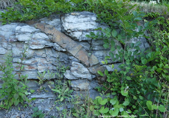 Calcaires denses, gris-bleus, alternant avec de fins niveaux plus argileux et recoupés par un filon de roche basique, Mont Royal, Montréal (Québec, Canada)