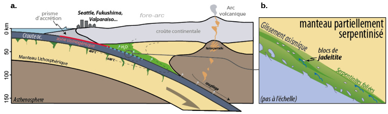 Contexte de subduction avec coin mantellique, front d'hydratation serpentineux et mélanges tectoniques