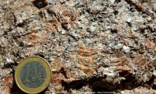 Granite porphyroïde de Natzwiller (granite “récent”), à gros cristaux d'orthose (détail)