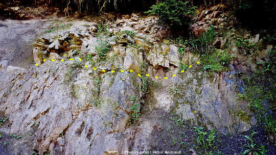 Contact de la rhyolite du Nideck (Permien inférieur) sur les schistes de Steige (Ordovicien/Silurien), à Eftermatten