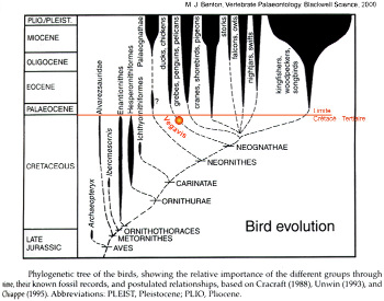 Histoire phylogénétique des oiseaux (état des connaissances à la fin des années 1990)