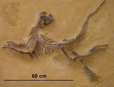 Moulage d'un squelette de Psittacosaurus mongoliensis
