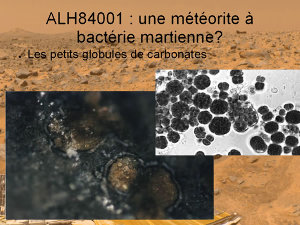 Globules de carbonate (gauche) et bactéries sphériques (coques) (droite)