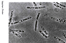 Exemple de bactéries méthanogènes