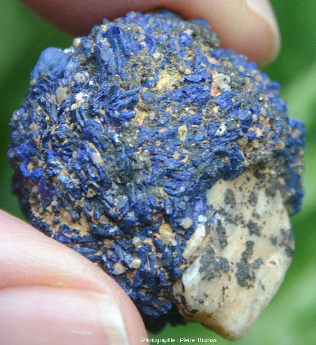Vue externe d'une belle « fleur de mine », échantillonnée en 1975, englobant un gros cristal de feldspath présent dans le grès triasique initial