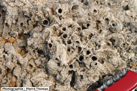 Gros plan sur un calcaire à phryganes (indusial limestone, ou caddis fly bioherm)