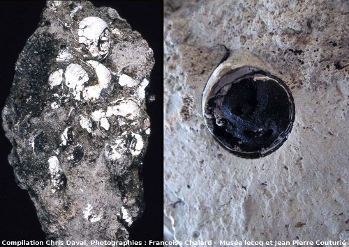 Fossiles d'Helix ramondi imprégnés d'hydrocarbures, Mine des Rois, Dallet