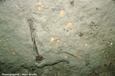 Os long (humérus) de Palaeolodus, oiseau voisin des flamants actuels, et débris de coquilles d'œufs dans le toit d'une galerie, Mine des Rois, Dallet