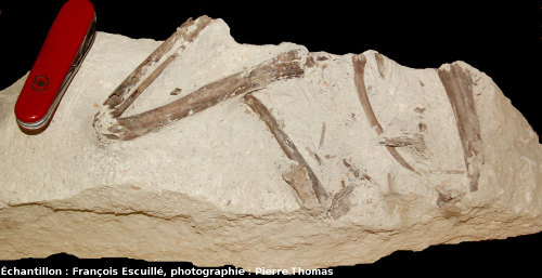 Os de l'aile d'un oiseau (Paleolodus) en connexion, accompagnés d'une côte et d'autres fragments osseux, Mine des Rois, Dallet