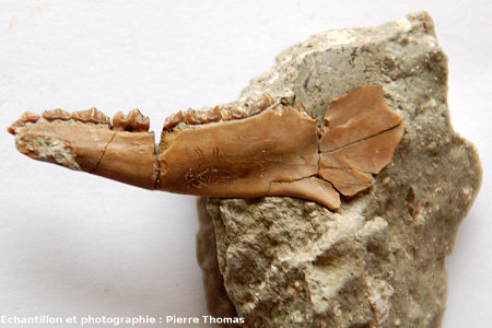 Mâchoire (4 cm de long) de Caïnotherium, Mine des Rois, Dallet
