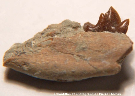 Gros plan sur une dent (5 mm de haut) d'un petit carnivore (mustélidé), Mine des Rois, Dallet