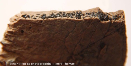 Section de plaque osseuse (4 mm d'épaisseur) de tortue, Mine des Rois, Dallet