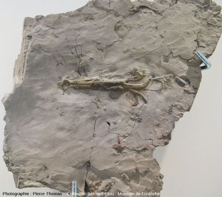 Fossile de calmar, mollusque céphalopode décapode (10 cm)