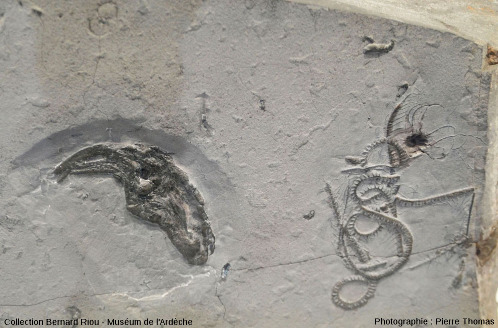 Dalle de marne avec un fossile de poulpe, mollusque céphalopode octopode (à gauche), et de comatule, échinoderme de la classe des crinoïdes (à droite)