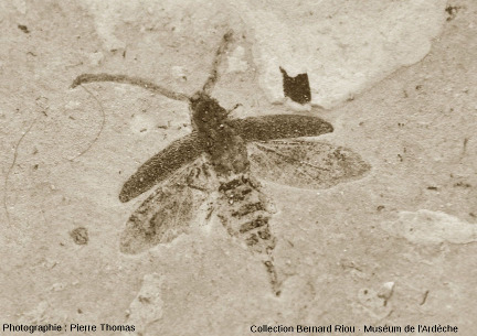 Fossile d'insecte