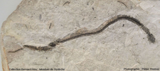 Fossile d'un serpent, sans doute appartenant au groupe des couleuvre (30 cm)
