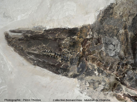 Détail du crâne et de la dentition du Microstonyx major de la figure précédentes, suidé voisin des sangliers actuels