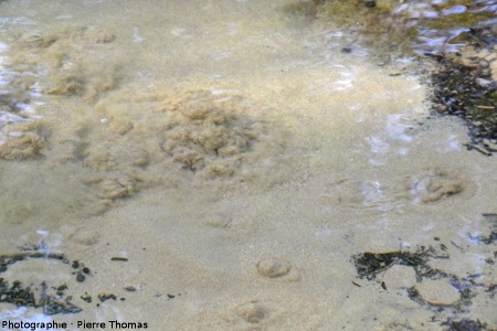 Source n°1 du bassin des Fontenils et ses remous de sable fin