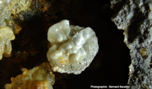 Possible pseudomorphose d'opale hyalite en lussatite