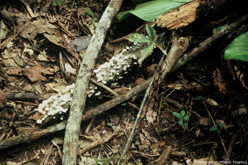 À la surface et dans les sols forestiers, feuilles et bois morts sont consommés en particulier par les champignons (les meilleurs dégradeurs de la lignine, principal constituant du bois)